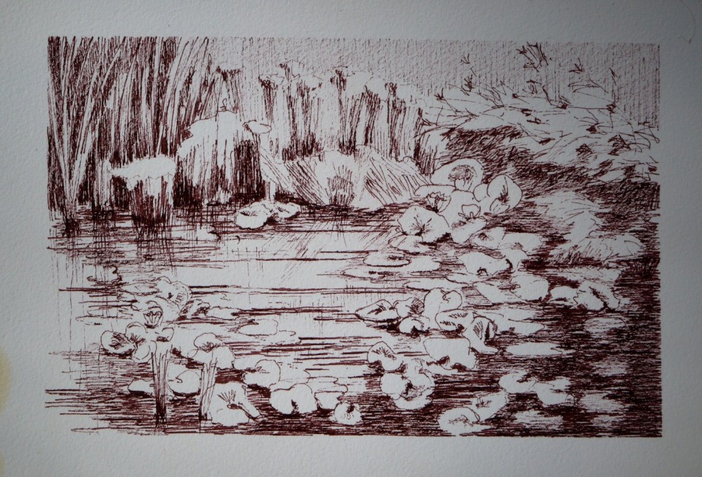 Mertola | Pond | Ink Drawing